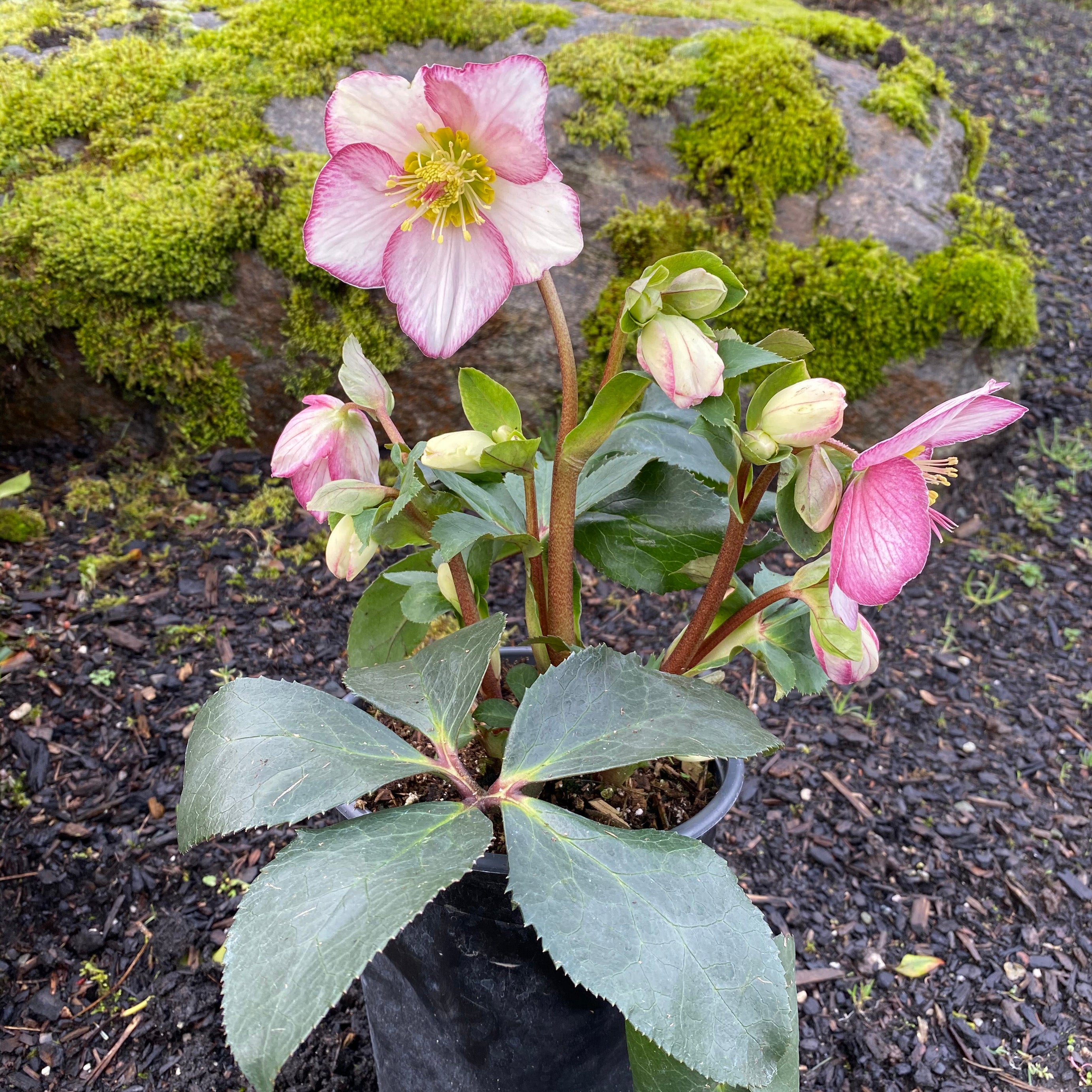Hellebore Ice N' Roses Picotee